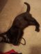 Domestic Shorthaired Cat Cats for sale in Doylestown, OH 44230, USA. price: $200