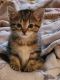 Domestic Shorthaired Cat Cats for sale in Bayonne, NJ, USA. price: $450