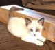 Domestic Shorthaired Cat Cats for sale in Prosper, TX, USA. price: $20