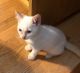Domestic Shorthaired Cat Cats for sale in Prosper, TX, USA. price: $20