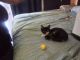 Domestic Shorthaired Cat Cats for sale in Henderson, NV, USA. price: $10