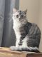Domestic Shorthaired Cat Cats for sale in Coventry, UK. price: 80 GBP