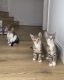 Domestic Shorthaired Cat Cats for sale in Barking Rd, London E6 3BA, UK. price: 50 GBP