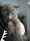Domestic Shorthaired Cat Cats for sale in Richmond, VA 23228, USA. price: NA
