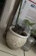 Domestic Shorthaired Cat Cats for sale in Miami, FL, USA. price: NA