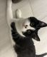 Domestic Shorthaired Cat Cats for sale in Dexter, MI 48130, USA. price: NA