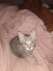 Domestic Shorthaired Cat Cats for sale in 2850 New York St, Winn, MI 48896, USA. price: $20