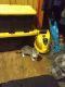 Domestic Shorthaired Cat Cats for sale in 2850 New York St, Winn, MI 48896, USA. price: NA