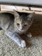 Domestic Shorthaired Cat Cats for sale in Crockett, CA 94525, USA. price: $100