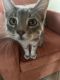 Domestic Shorthaired Cat Cats for sale in Tucson, AZ, USA. price: NA