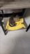 Domestic Shorthaired Cat Cats for sale in Brownsville, TX, USA. price: $20