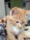 Domestic Shorthaired Cat Cats for sale in 9001 E 16th Ave, Aurora, CO 80010, USA. price: $10,000