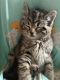 Domestic Shorthaired Cat Cats for sale in 2325 Union Ave, South Bend, IN 46615, USA. price: $300
