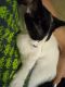 Domestic Shorthaired Cat Cats for sale in Des Allemands, LA 70030, USA. price: $20