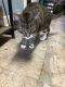 Domestic Shorthaired Cat Cats for sale in Moberly, MO, USA. price: $50
