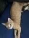 Domestic Shorthaired Cat Cats for sale in Somerset, KY, USA. price: $45