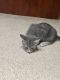 Domestic Shorthaired Cat Cats for sale in Union City, CA, USA. price: $150
