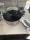 Domestic Shorthaired Cat Cats for sale in New Bedford, MA, USA. price: $140