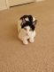 Domestic Shorthaired Cat Cats for sale in Bentonville, AR, USA. price: $10