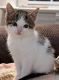 Domestic Shorthaired Cat Cats for sale in Quarryville, Pennsylvania. price: $150