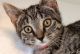 Domestic Shorthaired Cat Cats for sale in Chicago, Illinois. price: NA