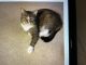 Domestic Shorthaired Cat Cats for sale in Dickson, Tennessee. price: NA