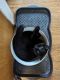 Domestic Shorthaired Cat Cats for sale in Burbank, Washington. price: $15