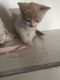 Domestic Shorthaired Cat Cats for sale in Long Beach, California. price: NA