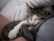 Domestic Shorthaired Cat Cats for sale in Jeffersonville, Indiana. price: $50