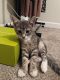Domestic Shorthaired Cat Cats for sale in Candler, North Carolina. price: $200