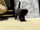 Domestic Shorthaired Cat Cats for sale in Marysville, Washington. price: $40