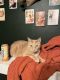 Domestic Shorthaired Cat Cats for sale in Norfolk, Virginia. price: $10