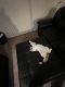 Domestic Shorthaired Cat Cats for sale in Pacific, Missouri. price: $30