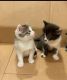 Domestic Shorthaired Cat Cats for sale in Marysville, Washington. price: $60