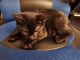 Domestic Shorthaired Cat Cats for sale in East Orange, New Jersey. price: $125