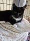 Domestic Shorthaired Cat Cats for sale in San Bruno, California. price: $150