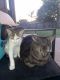 Domestic Shorthaired Cat Cats for sale in Calamvale, Queensland. price: $1