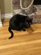 Domestic Shorthaired Cat Cats for sale in Ramona, Oklahoma. price: $20