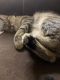 Domestic Shorthaired Cat Cats for sale in Cottonwood, Arizona. price: NA