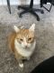 Domestic Shorthaired Cat Cats for sale in Virginia Beach, Virginia. price: $20