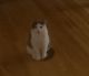 Domestic Shorthaired Cat Cats for sale in Farmington, Connecticut. price: $150