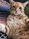 Domestic Shorthaired Cat Cats for sale in Ormond Beach, Florida. price: $100