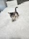 Domestic Shorthaired Cat Cats for sale in La Vernia, Texas. price: $20
