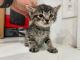 Domestic Shorthaired Cat Cats for sale in Mira Loma, California. price: $20