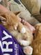 Domestic Shorthaired Cat Cats for sale in Phoenix, Arizona. price: $40