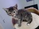 Domestic Shorthaired Cat Cats for sale in Corona, California. price: $50