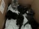 Domestic Shorthaired Cat Cats for sale in Leverett, Massachusetts. price: $250
