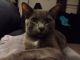 Domestic Shorthaired Cat Cats for sale in Pennsauken Township, NJ, USA. price: NA