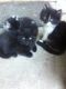 Domestic Shorthaired Cat Cats for sale in Oxnard, CA, USA. price: NA