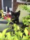 Domestic Shorthaired Cat Cats for sale in Augusta, GA, USA. price: NA